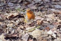 Robin standing on a woodland floor in the winter sunshine Royalty Free Stock Photo