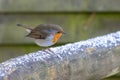 Robin standing on a wooden fence rail covered with a sprinkling of snow Royalty Free Stock Photo