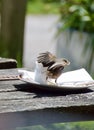 Robin steals crumbs from outdoor cafe plate