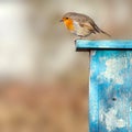 Robin In The Sunshine On Blue Birdhouse