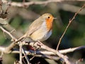 Robin in sunshine among twigs and branches