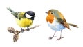 Robin and Tit Birds Watercolor Illustration Set Hand Drawn Royalty Free Stock Photo