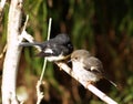 Robin and tomtitd tomtit Royalty Free Stock Photo