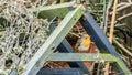 Robin in the trash heap