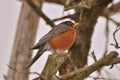 Robin on a Tree Branch Royalty Free Stock Photo