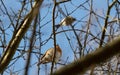 A robin sits on a tree in jena at spring