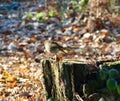 Robin on a tree stump Royalty Free Stock Photo