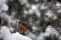 Robin trying to keep warm during a spring snow storm in Colorado. Royalty Free Stock Photo