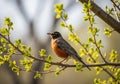 Robin (Turdus migratorius) perches on a tree branch adorned with young Royalty Free Stock Photo