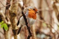 Robin on twig Royalty Free Stock Photo