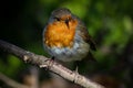 Robin on a Twig Royalty Free Stock Photo