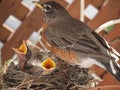 Robin with two baby chicks in nest Royalty Free Stock Photo