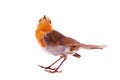 Robin-very nice red bird is common for European forests