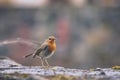 Robin on a wall Royalty Free Stock Photo