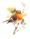 Robin Watercolor Bird Illustration Hand Painted Royalty Free Stock Photo