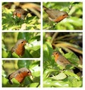robin with waxworms collage Royalty Free Stock Photo