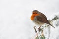 Robin in the white Royalty Free Stock Photo