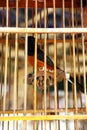 Robin, white rumped shama in the cage.