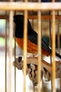 Robin, white rumped shama in the cage.