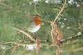 Robin in Winter Royalty Free Stock Photo