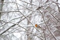 Robin in winter Royalty Free Stock Photo