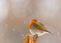 Robin in winter snow in Bavaria Royalty Free Stock Photo