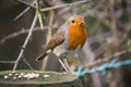 Robin on a wooden post with a scattering of seed beside it.