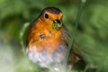 Robin & x28;Erithacus rubecula& x29; with beak full of caterpillars