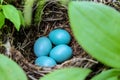 Robin's eggs