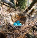 Robins eggs in nest