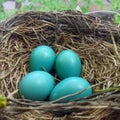 Robin Nest with Eggs Royalty Free Stock Photo