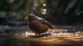 Robinbird is bathing by the river