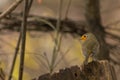 Robin bird sitting on branch in wildlife