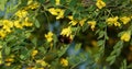 Robinia flowers false acacia