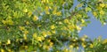 Robinia flowers false acacia