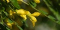 Robinia flowers false acacia