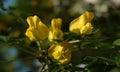 Robinia flowers false acacia