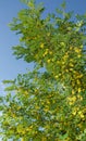 Robinia flowers false acacia