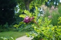 Robinia hispida blooms in July. Potsdam, Germany