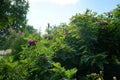 Robinia hispida blooms in July. Potsdam, Germany