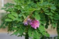 Robinia hispida \'Macrophylla\' blooms in August. Berlin, Germany