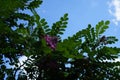 Robinia hispida \'Macrophylla\' blooms in August. Berlin, Germany