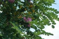 Robinia hispida \'Macrophylla\' blooms in August. Berlin, Germany