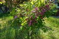 Robinia hispida \'Macrophylla\' blooms in May. Berlin, Germany