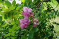 Robinia hispida is a shrub in the subfamily Faboideae of the pea family Fabaceae. Berlin, Germany