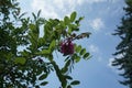 Robinia hispida is a shrub in the subfamily Faboideae of the pea family Fabaceae. Berlin, Germany