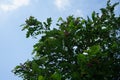 Robinia hispida is a shrub in the subfamily Faboideae of the pea family Fabaceae. Berlin, Germany