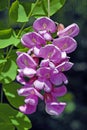 Light Purple Pea Like Pendant Flowers