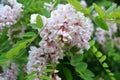 Robinia pseudo-acacia