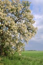 Robinia pseudoacacia